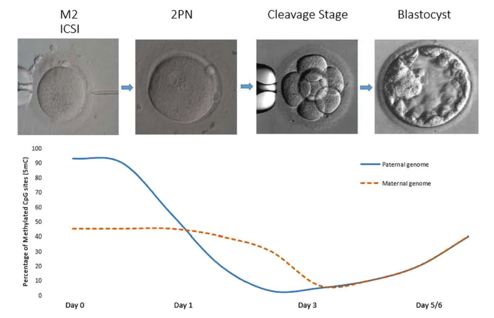 Oocyte and Embryo-2.jpg