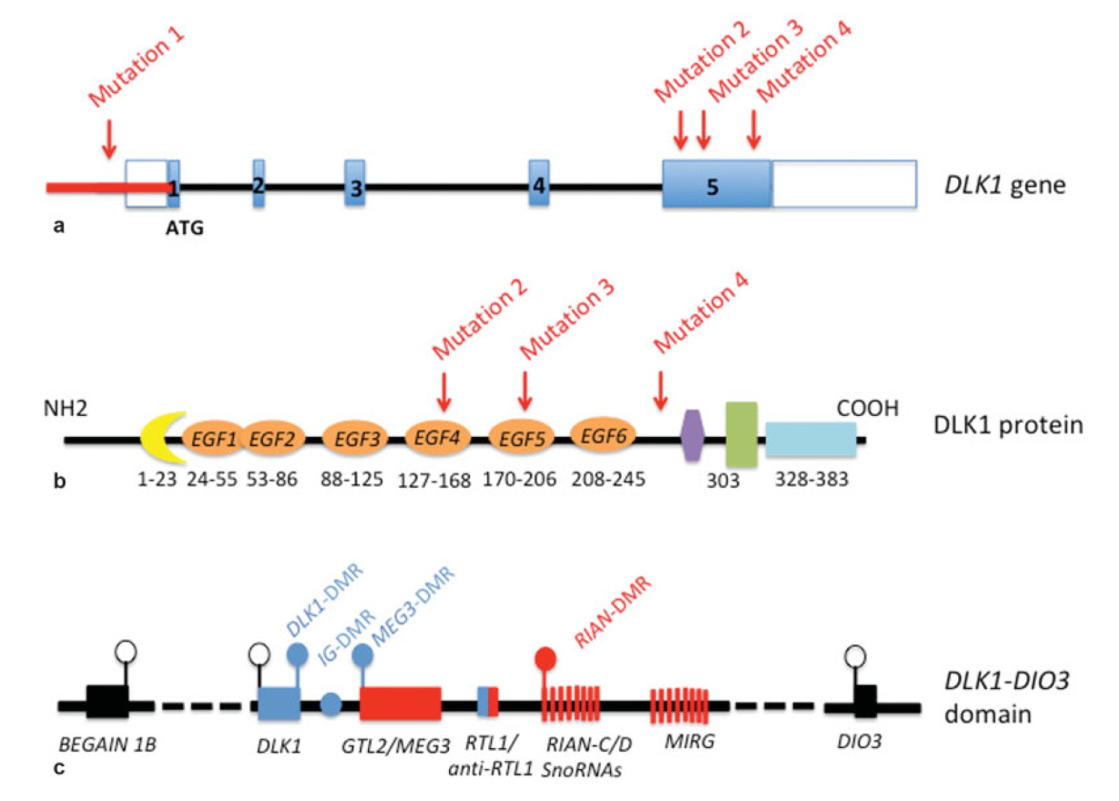 DLK1, Notch Signaling-2.jpg