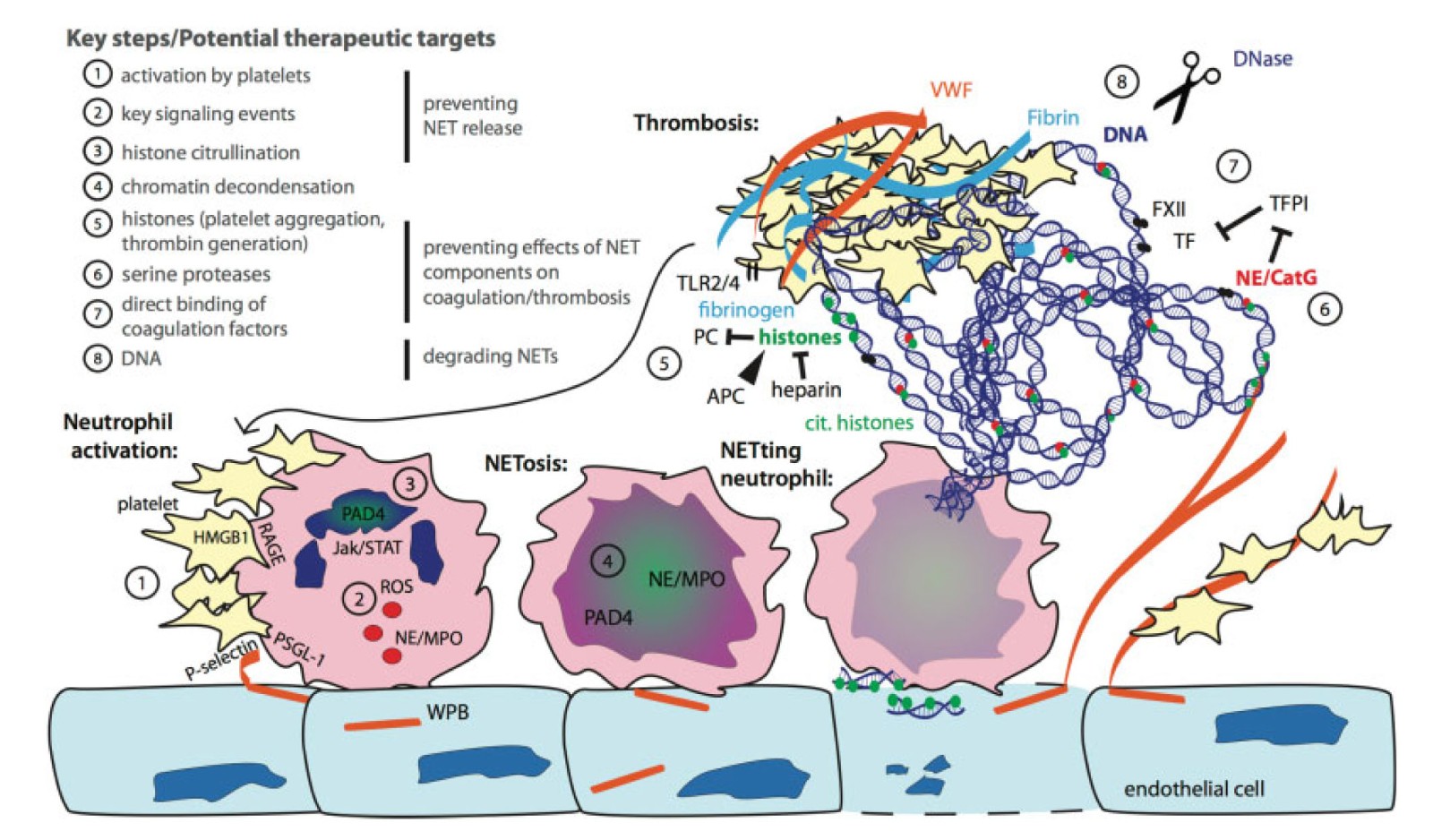 Neutrophil Extracellular-2.jpg