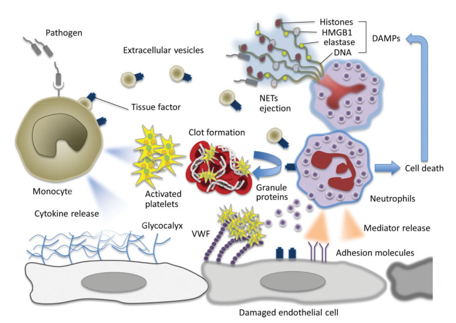 Sepsis-Induced Coagulopathy-2.jpg