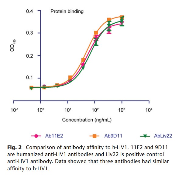 A Potential Antibody–Drug Conjugate.jpg
