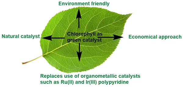 Chlorophyll A Greener Catalyst in Synthetic Transformations.jpg