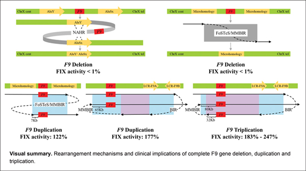 Complete F9 Gene Deletion, Duplication.jpg