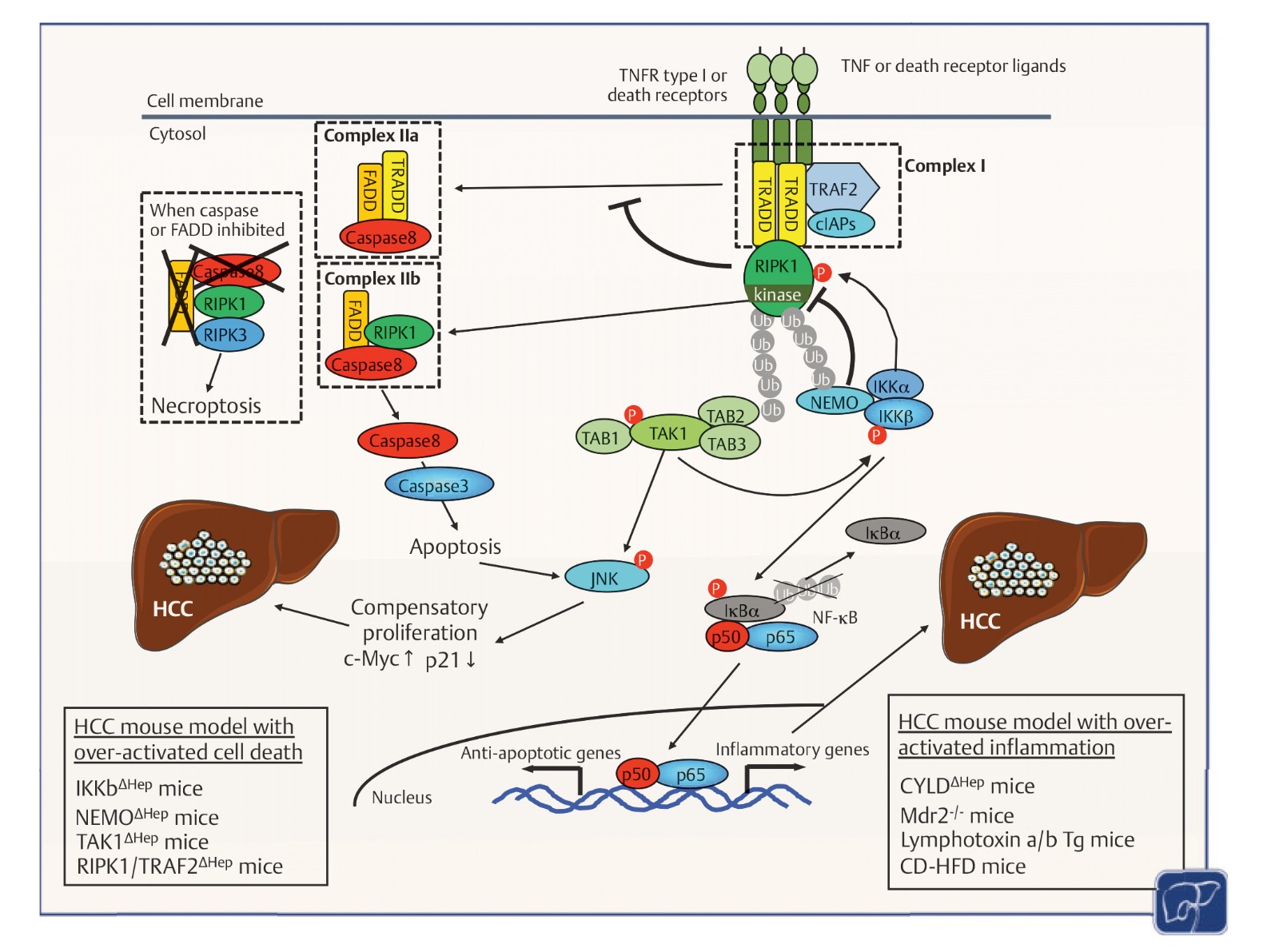 Inflammation and Liver Cancer-4.jpg