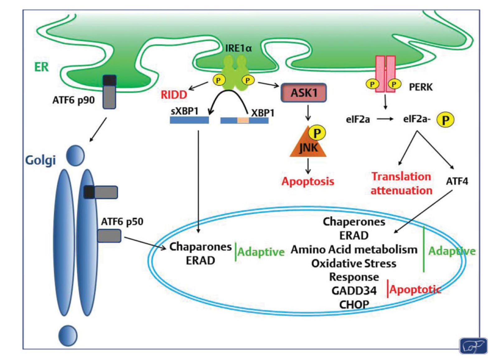 Endoplasmic Reticulum Stress-2.jpg