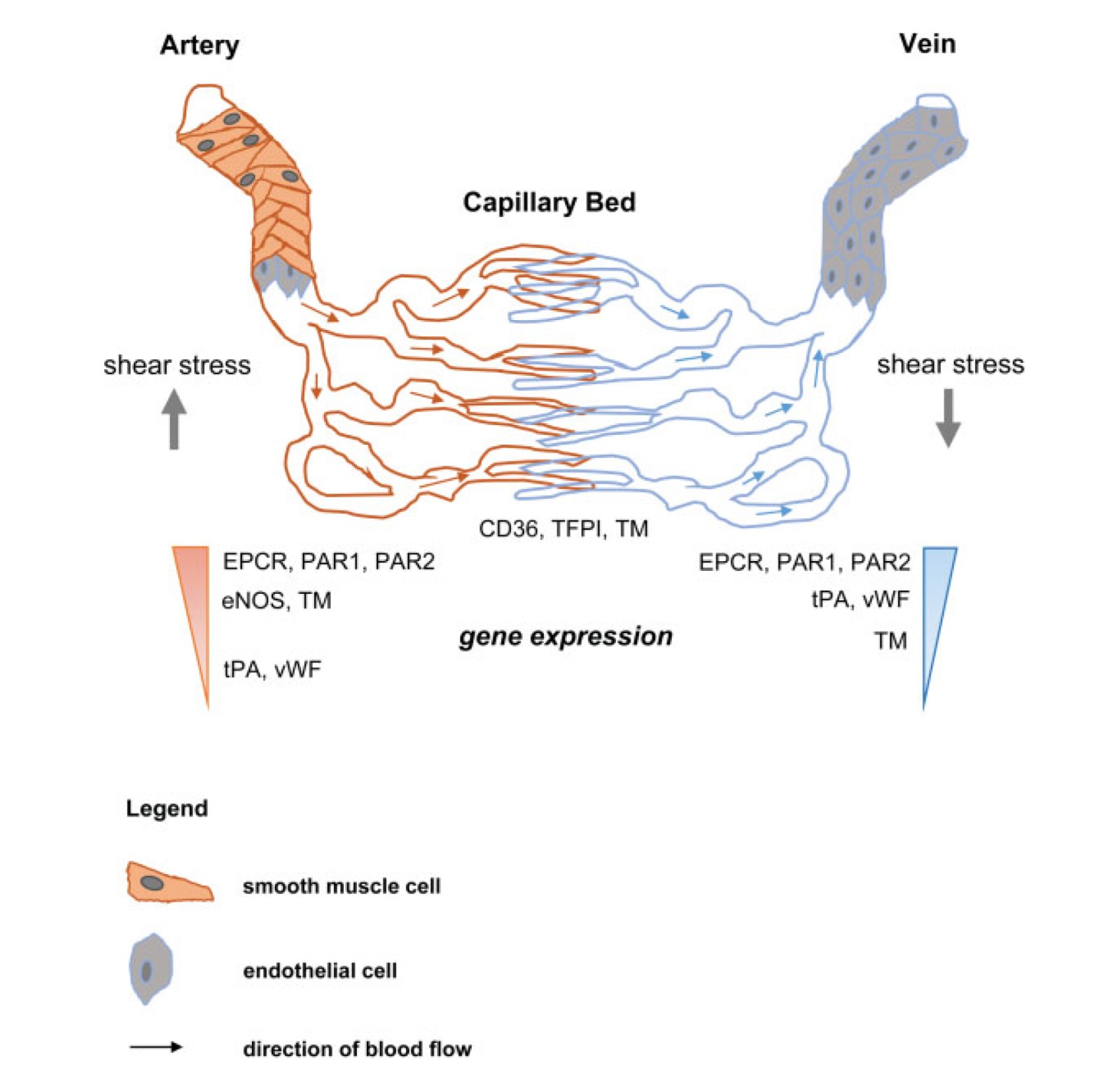 Role of Endothelial Cells-3.jpg