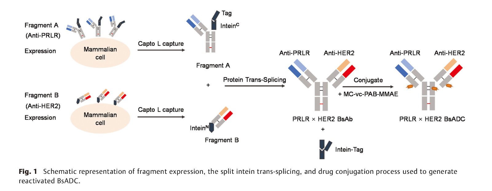 Generating a Bispecific Antibody Drug.jpg