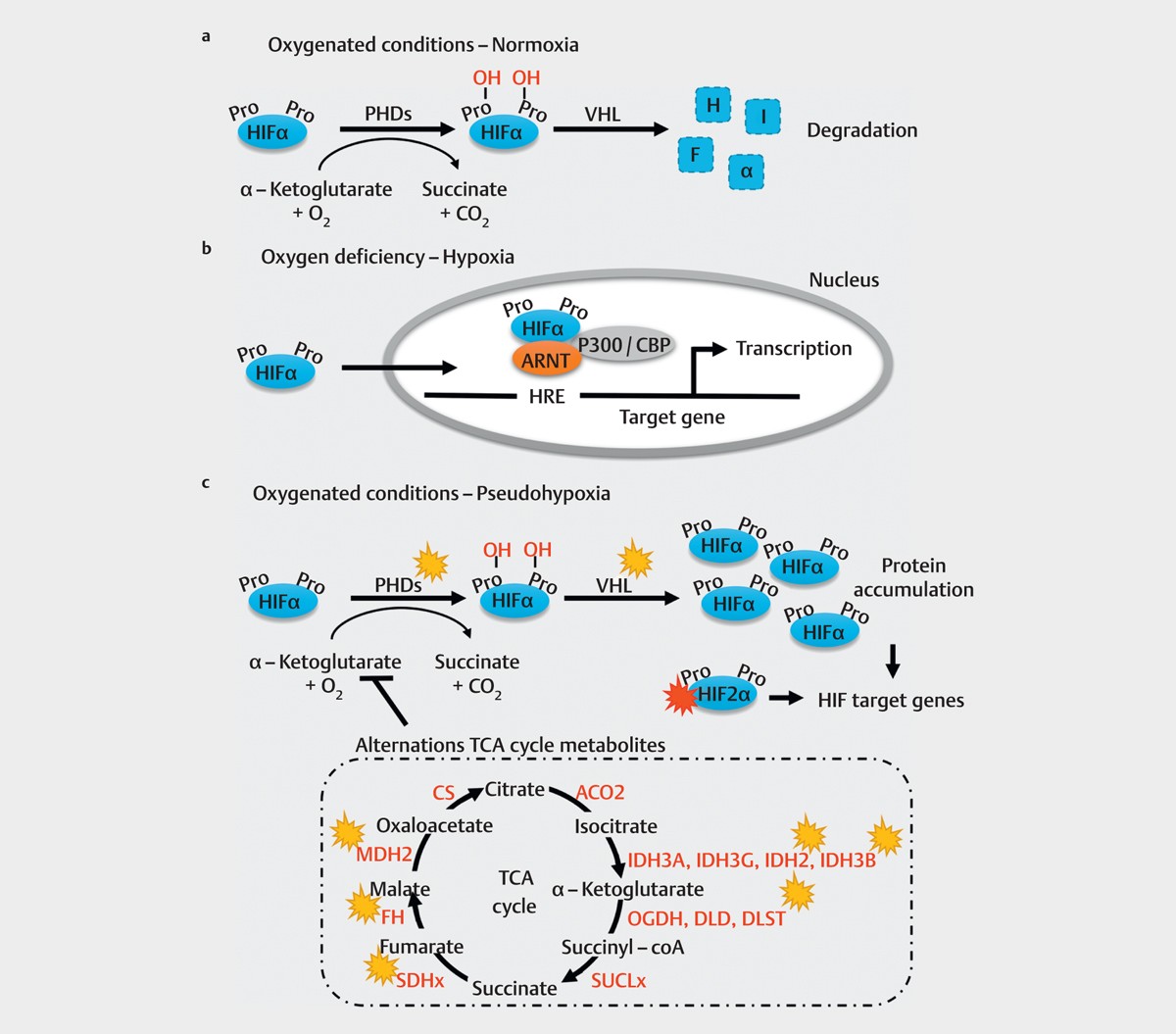 Hypoxia-inducible Factor.jpg