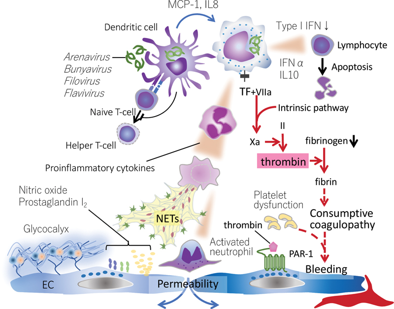 Viral-Induced Inflammatory.jpg