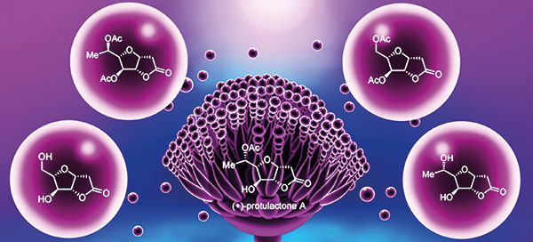 New Synthetic Approach to Protulactone.jpg
