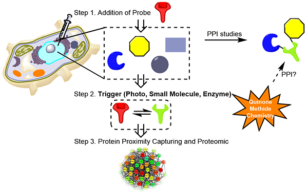 Recent Advances in Quinone Methide Chemistry.gif