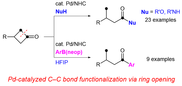 25-Palladium-Catalyzed Ring Opening of Cyclobutanones.gif