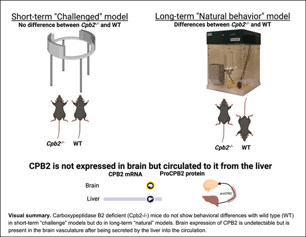 Brain Expression of CPB2.jpg