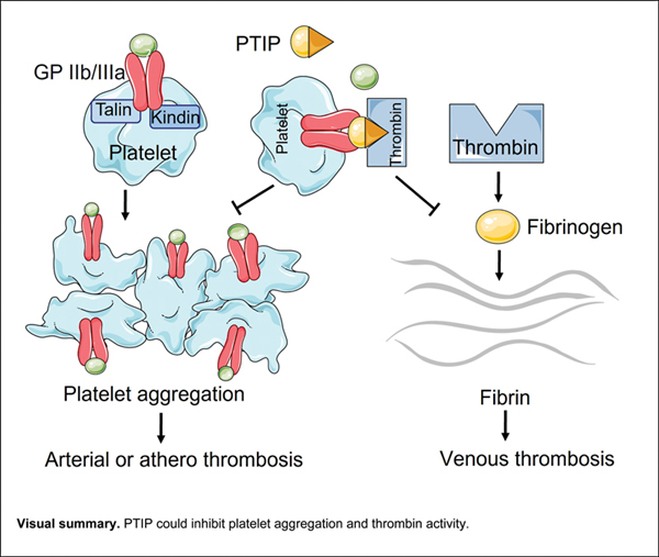 Anti-thrombotic Effects Mediated b.jpg