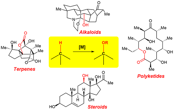 Metal-Catalyzed C–H Bond Oxidation.gif