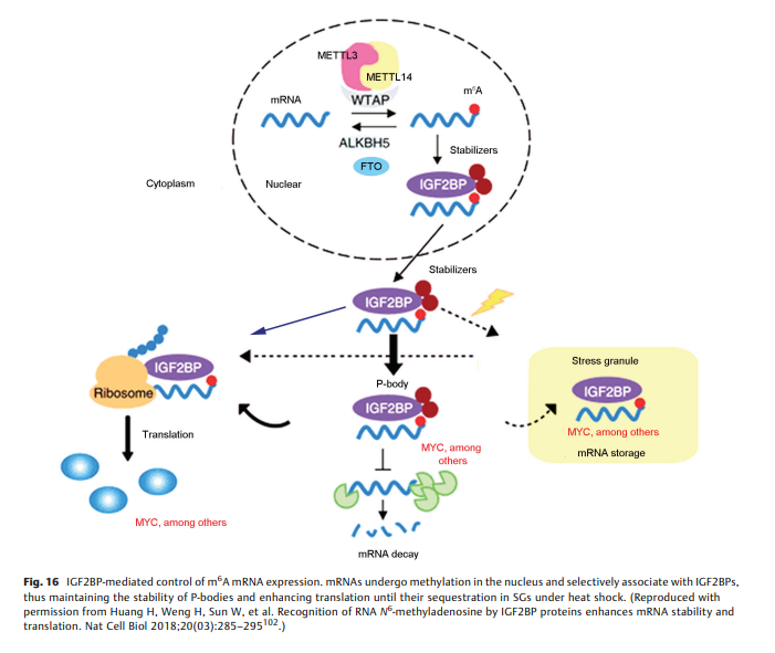 Sequencing, Physiological Regulation.png