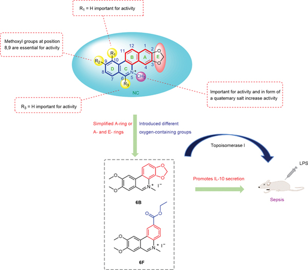 Discovery of Topoisomerase.jpg