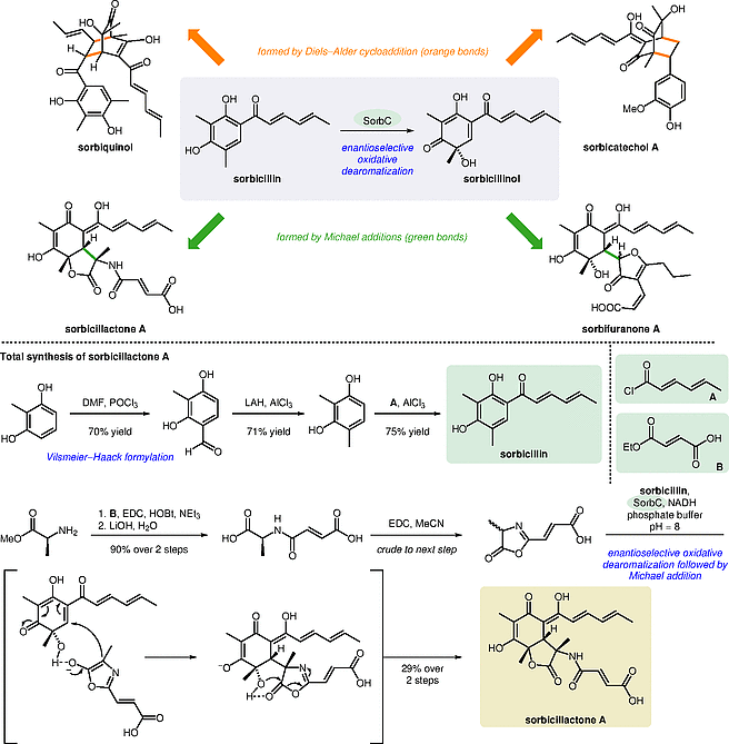 A Convergent and Short Synthesis.gif
