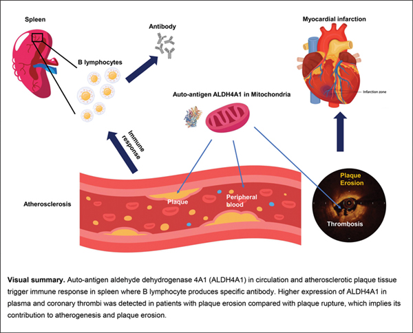 Atherosclerotic Autoantigen.jpg