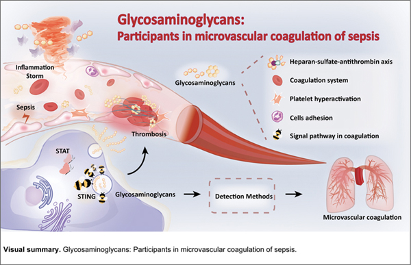 1-Glycosaminoglycans.jpg