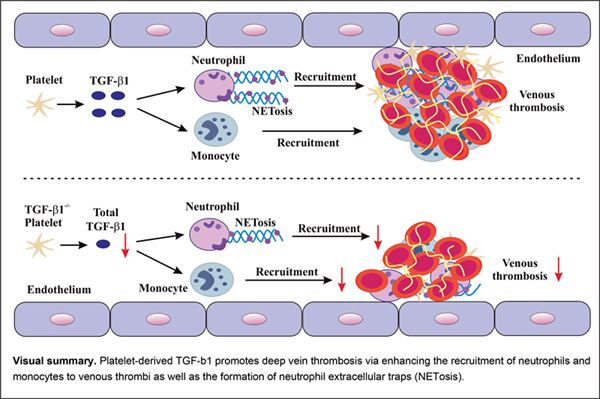 5-Platelet-Derived.jpg
