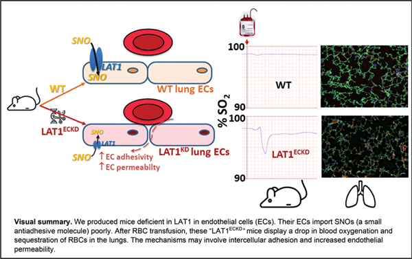 7-Endothelial LAT1.jpg