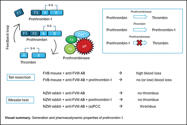 Prethrombin-1 as a.jpg