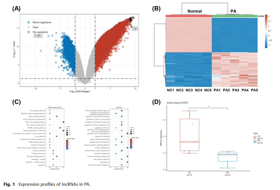 Exosomal CircMFN2 Enhances 2.png