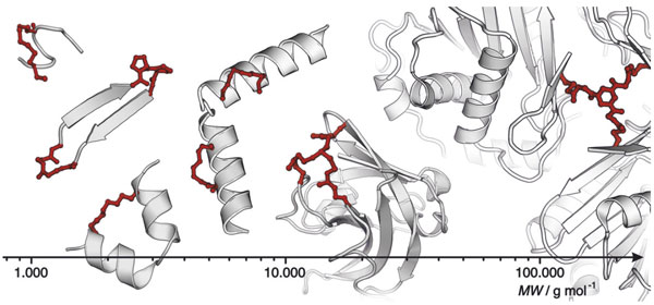 Synlett-From Protein Structures.jpg