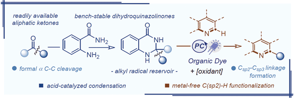 20-Organophotoredox-Catalyzed.gif