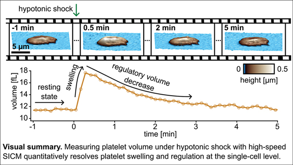 Volume Regulation and Nonosmotic 2.jpg
