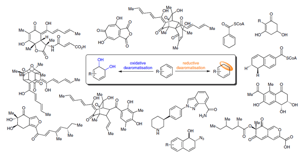 Biocatalytic Dearomatisation Reactions.gif
