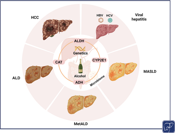 7-Alcohol-Metabolizing.jpg