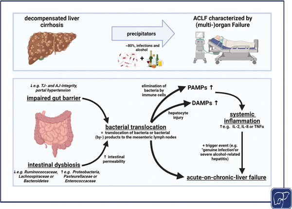 4-Role of Intestinal.jpg