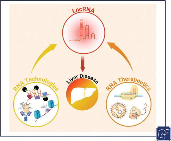 1-LncRNAs.jpg