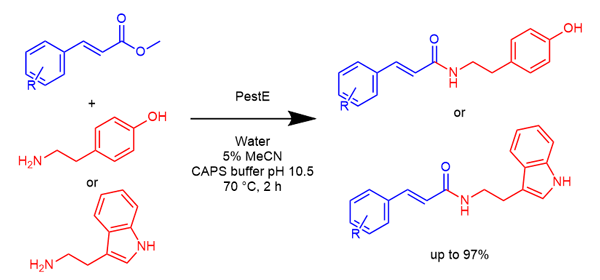 Enzymatic Synthesis.gif