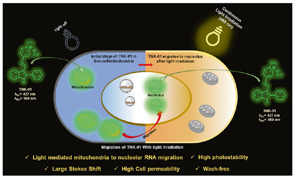 Synlett_Phototriggered Migration.jpg
