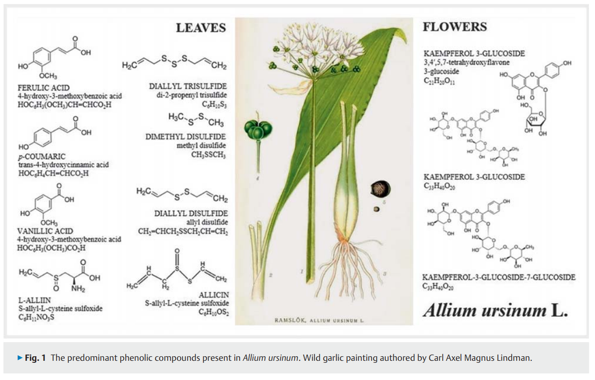 695cc429bbb87.png Allium ursinum as .png