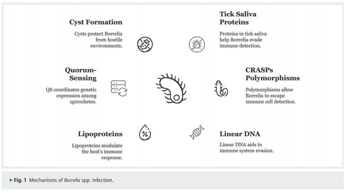The Therapeutic 2.png