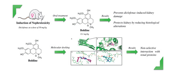 Protective Effect of Boldine 2.jpg