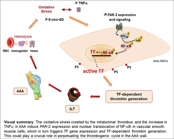 NF-κB-Mediated Upregulation 2.jpg