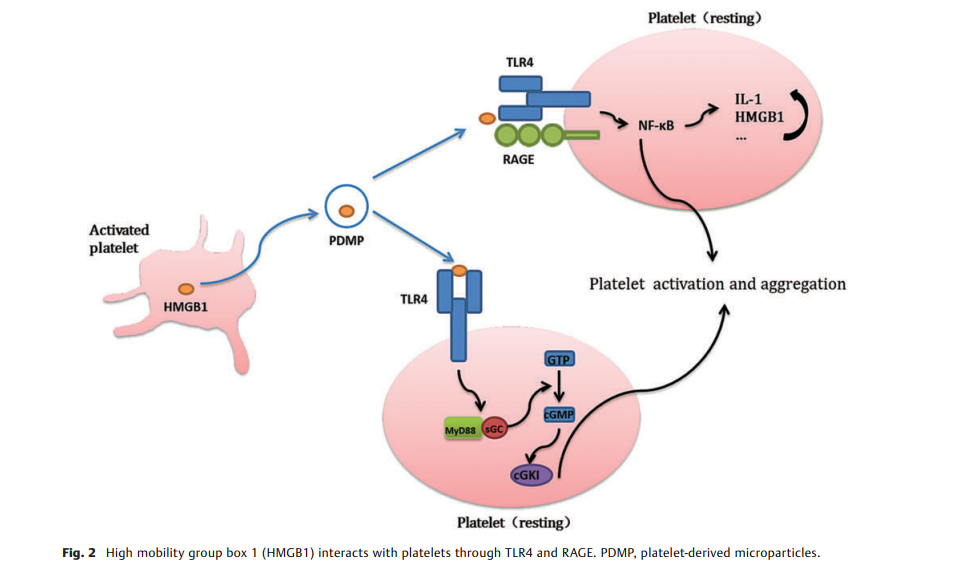 6a0ae45351e3d.png HMGB1–Platelet Interactions 2.png