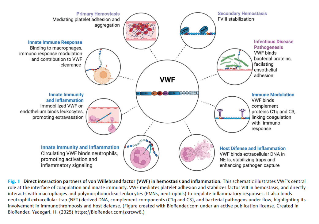 6a0ae477e46f2.png Von Willebrand Factor 2.png