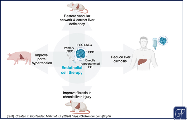 6a6aafc4d57f1.jpg Endothelial Cell Therapy.jpg