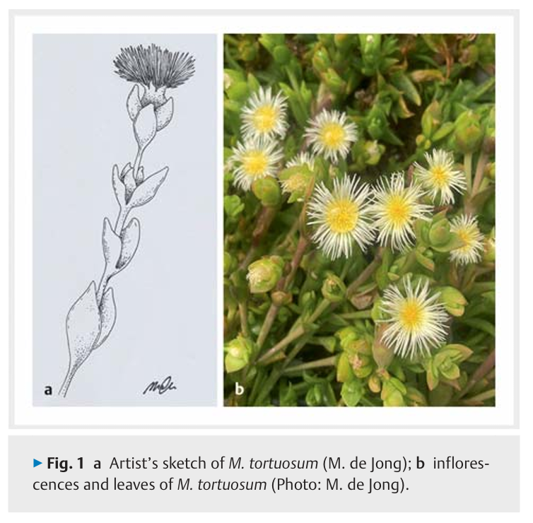 6aaa337372b1d.png Mesembryanthemum tortuosum 2.png
